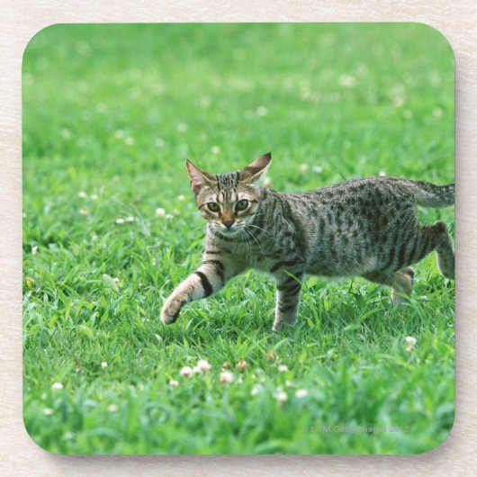 Ocicat コースター (正面)