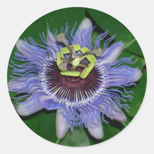 Ocoee flower Passiflora caeruleaパッションフラワー ラウンドシール (正面)