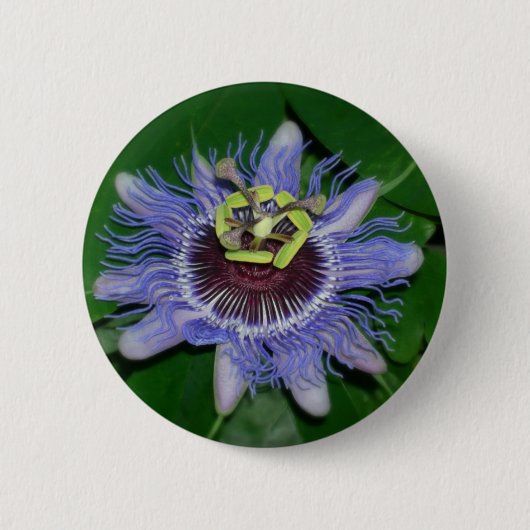 Ocoee flower Passiflora caeruleaパッションフラワー 缶バッジ (正面)