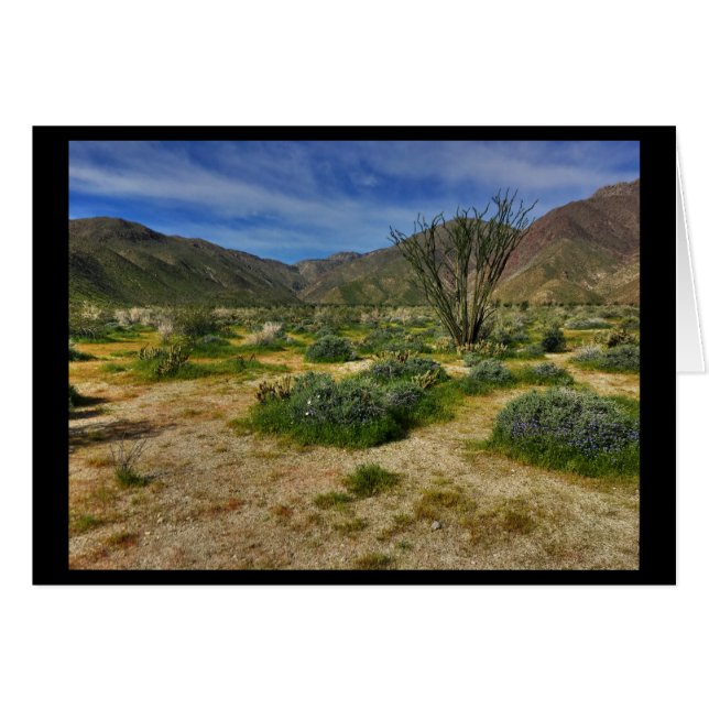 Ocotillo Borrego Springs 2017年 (正面横)