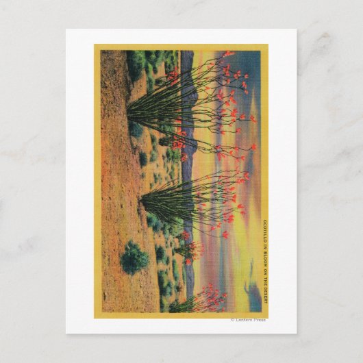 Ocotillo Flowers in California DesertStat ポストカード (正面)