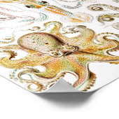Octopus Squid, Gamochonia by Ernst Haeckel ポスター (角)