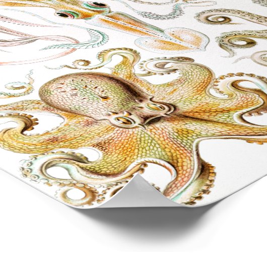 Octopus Squid, Gamochonia by Ernst Haeckel ポスター (角)