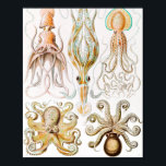 Octopus Squid, Gamochonia by Ernst Haeckel ポスター<br><div class="desc">Octopus Squid,  Gamochonia Trichterkraken by Ernst Haeckel Poster</div>