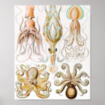 Octopus Squid, Gamochonia by Ernst Haeckel ポスター<br><div class="desc">Octopus Squid,  Gamochonia Trichterkraken by Ernst Haeckel Poster</div>