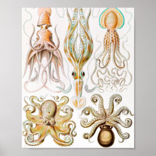 Octopus Squid, Gamochonia by Ernst Haeckel ポスター