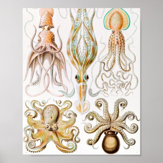 Octopus Squid, Gamochonia by Ernst Haeckel ポスター (正面)