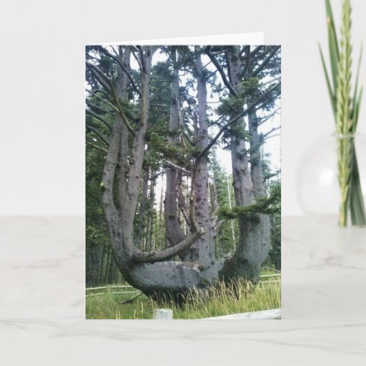 Octopus Tree、Cape Meares、オレゴン カード (正面)