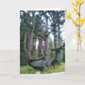 Octopus Tree、Cape Meares、オレゴン カード (黄色い花)