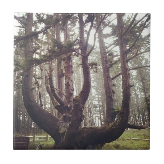 Octopus Tree、Cape Meares、オレゴン タイル (正面)