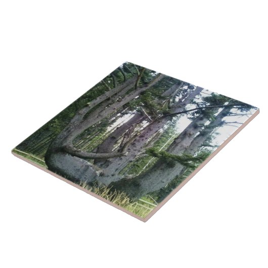 Octopus Tree、Cape Meares、オレゴン タイル (側面)