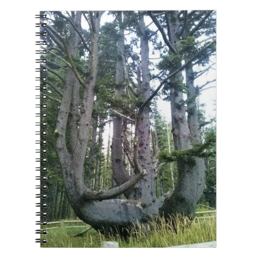 Octopus Tree、Cape Meares、オレゴン ノートブック (正面)