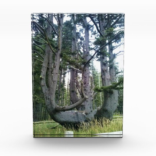 Octopus Tree、Cape Meares、オレゴン フォトブロック (正面)
