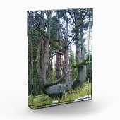 Octopus Tree、Cape Meares、オレゴン フォトブロック (左)