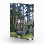 Octopus Tree、Cape Meares、オレゴン フォトブロック (右)