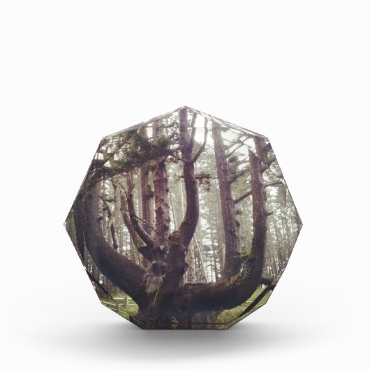 Octopus Tree、Cape Meares、オレゴン フォトブロック (正面)