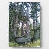 Octopus Tree、Cape Meares、オレゴン フォトプラーク (正面)