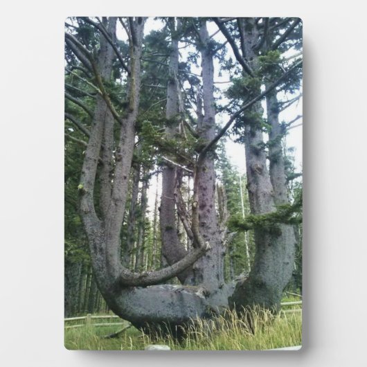 Octopus Tree、Cape Meares、オレゴン フォトプラーク (正面)