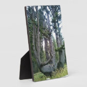 Octopus Tree、Cape Meares、オレゴン フォトプラーク (側面)