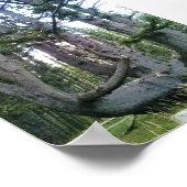 Octopus Tree、Cape Meares、オレゴン ポスター (角)