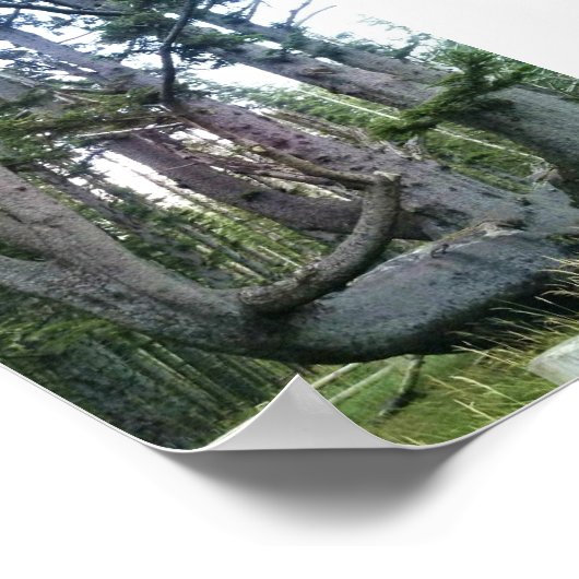 Octopus Tree、Cape Meares、オレゴン ポスター (角)