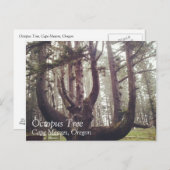 Octopus Tree、Cape Meares、オレゴン ポストカード (正面/裏面)