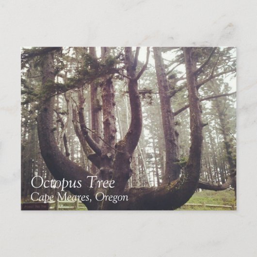 Octopus Tree、Cape Meares、オレゴン ポストカード (正面)