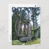 Octopus Tree、Cape Meares、オレゴン ポストカード (正面/裏面)