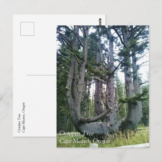 Octopus Tree、Cape Meares、オレゴン ポストカード (正面/裏面)