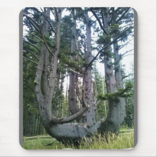 Octopus Tree、Cape Meares、オレゴン マウスパッド