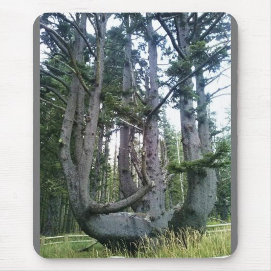 Octopus Tree、Cape Meares、オレゴン マウスパッド (正面)