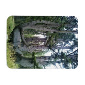 Octopus Tree、Cape Meares、オレゴン マグネット (横)