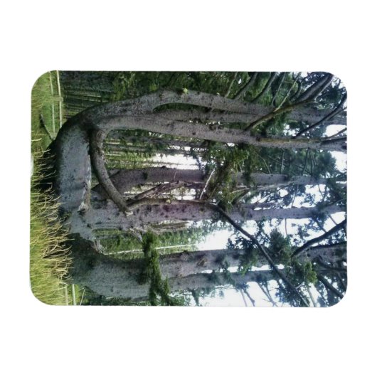 Octopus Tree、Cape Meares、オレゴン マグネット (横)