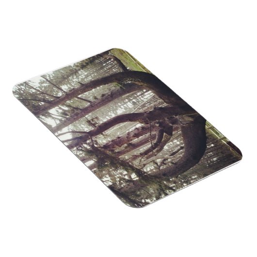 Octopus Tree、Cape Meares、オレゴン マグネット (右側)