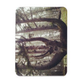 Octopus Tree、Cape Meares、オレゴン マグネット (縦)