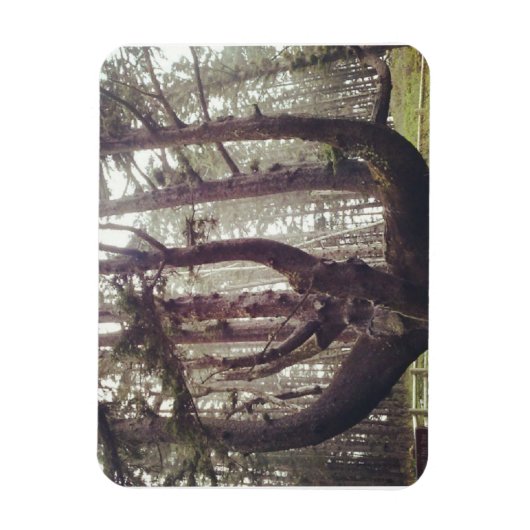 Octopus Tree、Cape Meares、オレゴン マグネット (縦)