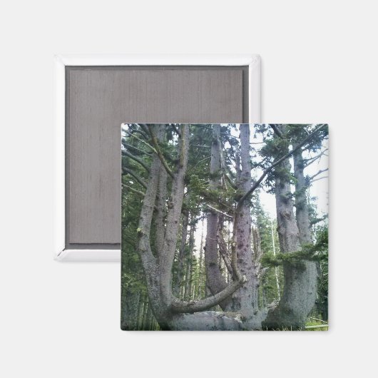 Octopus Tree、Cape Meares、オレゴン マグネット (正面/裏面)
