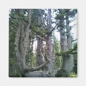 Octopus Tree、Cape Meares、オレゴン マグネット (正面)