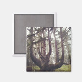 Octopus Tree、Cape Meares、オレゴン マグネット (正面/裏面)