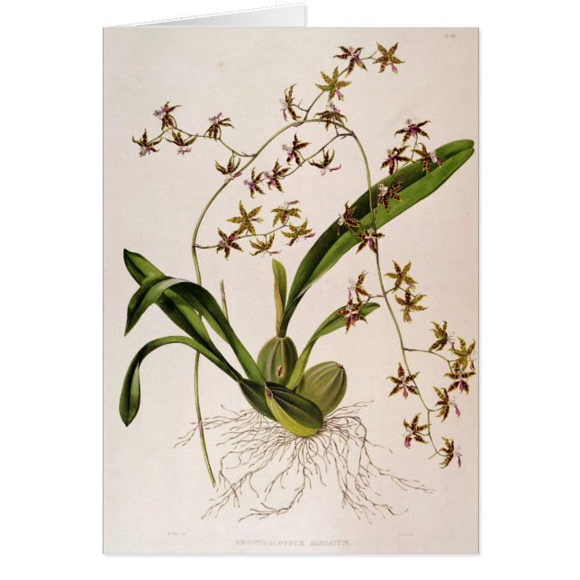 Odontoglossum Hastatum (正面)