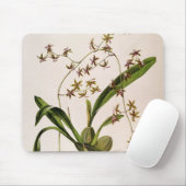 Odontoglossum Hastatum マウスパッド (マウス)