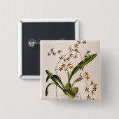 Odontoglossum Hastatum 缶バッジ (正面&裏面)