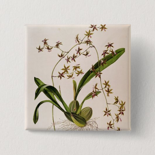 Odontoglossum Hastatum 缶バッジ (正面)