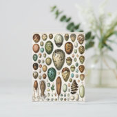 Oeufs ポストカード (スタンド正面)