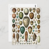 Oeufs ポストカード (正面/裏面)