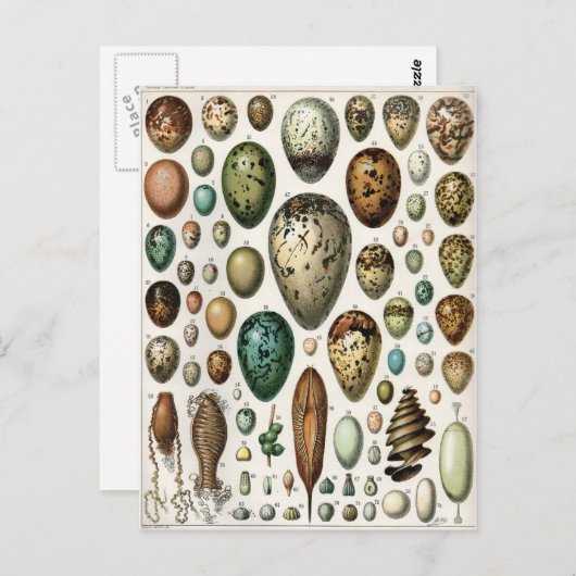 Oeufs ポストカード (正面/裏面)