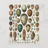 Oeufs ポストカード (正面)