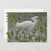 Of 考え You White Egretフォト勇気付けられる ポストカード (正面/裏面)