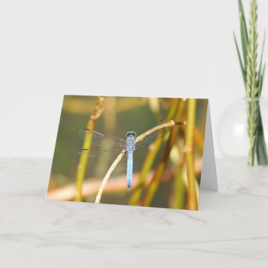 Of Swamp主 カード (正面)