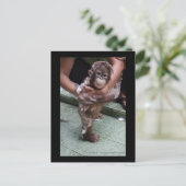 OFIオランウタンオーファン救出ベビージャカート ポストカード (スタンド正面)